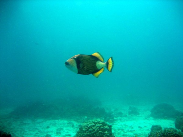f:id:flexiblefish:20100828103602j:image