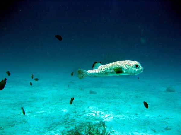 f:id:flexiblefish:20100828103603j:image