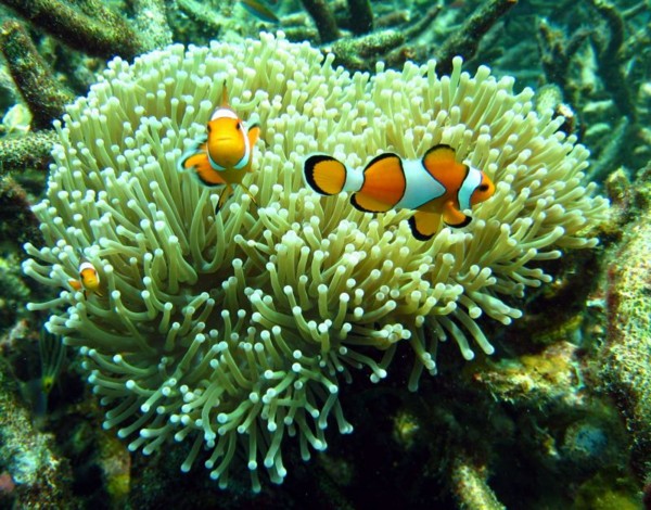 f:id:flexiblefish:20100828103604j:image