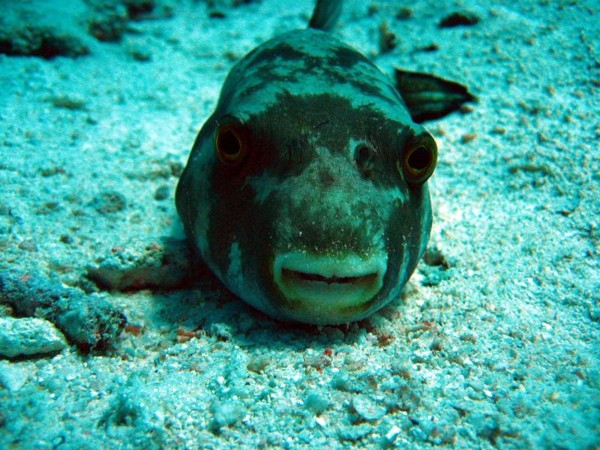 f:id:flexiblefish:20100828103605j:image