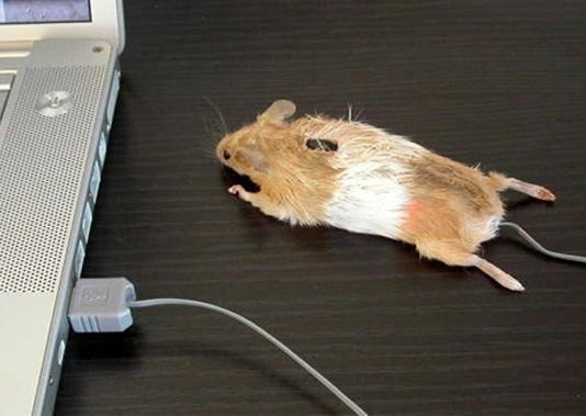 f:id:flexiblefish:20110227170636j:image