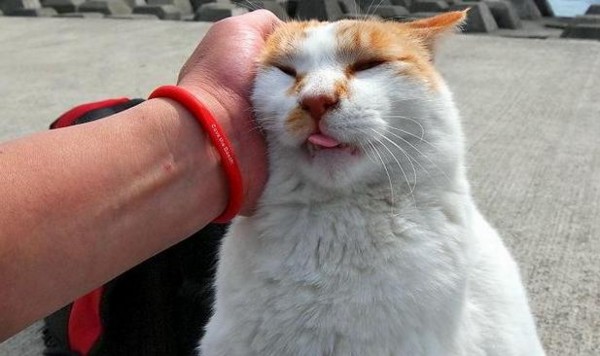 f:id:flexiblefish:20110629212856j:image