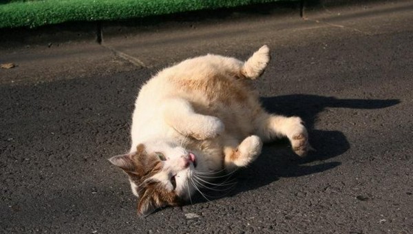 f:id:flexiblefish:20110629212903j:image