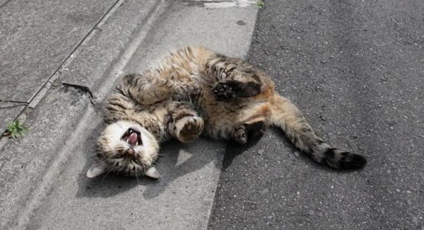 f:id:flexiblefish:20110629212904j:image