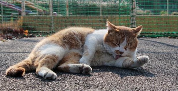 f:id:flexiblefish:20110629212905j:image