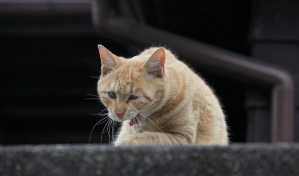 f:id:flexiblefish:20110629212906j:image