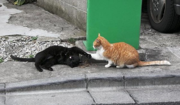 f:id:flexiblefish:20110629212907j:image