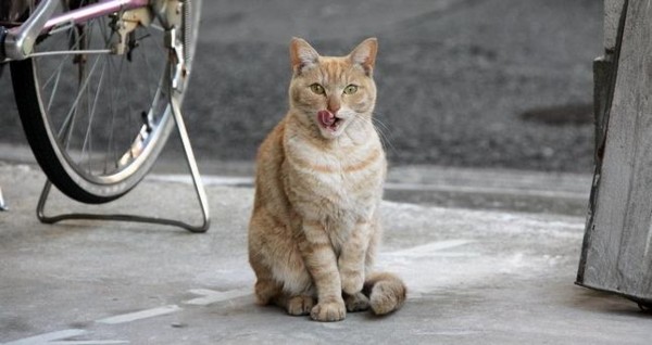 f:id:flexiblefish:20110629212908j:image