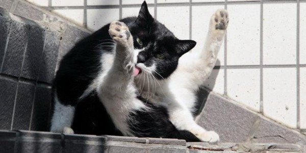 f:id:flexiblefish:20110629212909j:image