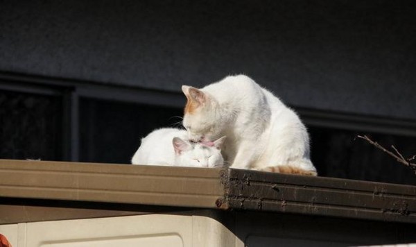 f:id:flexiblefish:20110629212912j:image