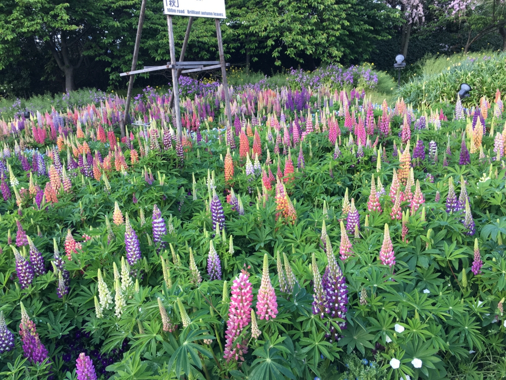 f:id:float_space:20170416200245j:plain