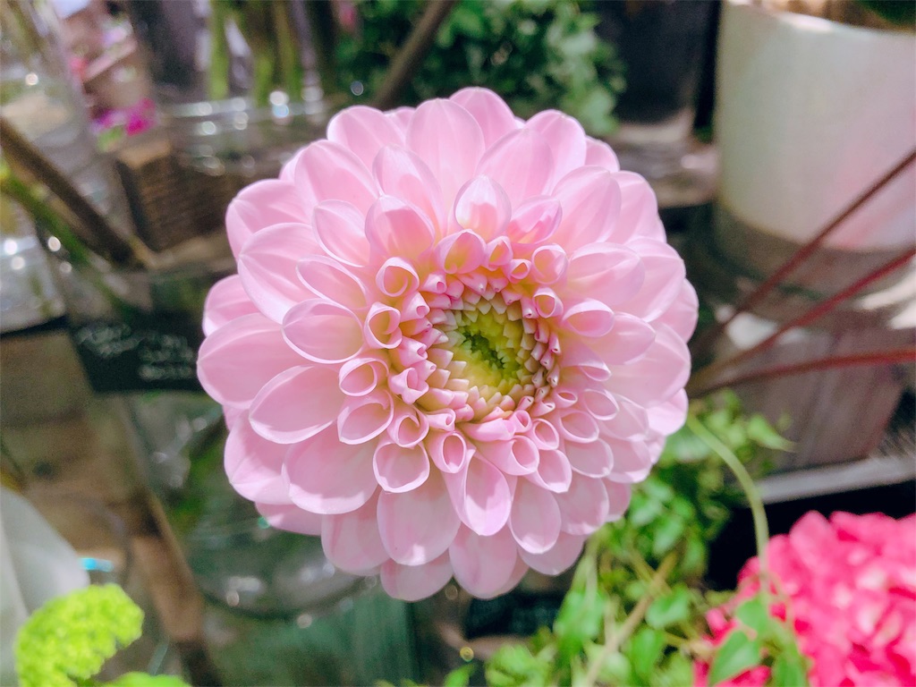 春のダリア