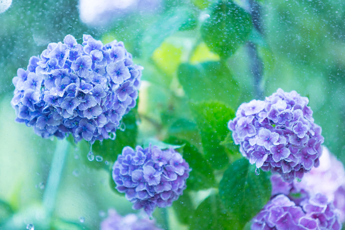 f:id:florachroma:20190529101353j:plain f:id:florachroma:20190529101353j:plain