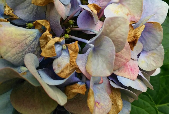 f:id:florentine:20160716205000j:image