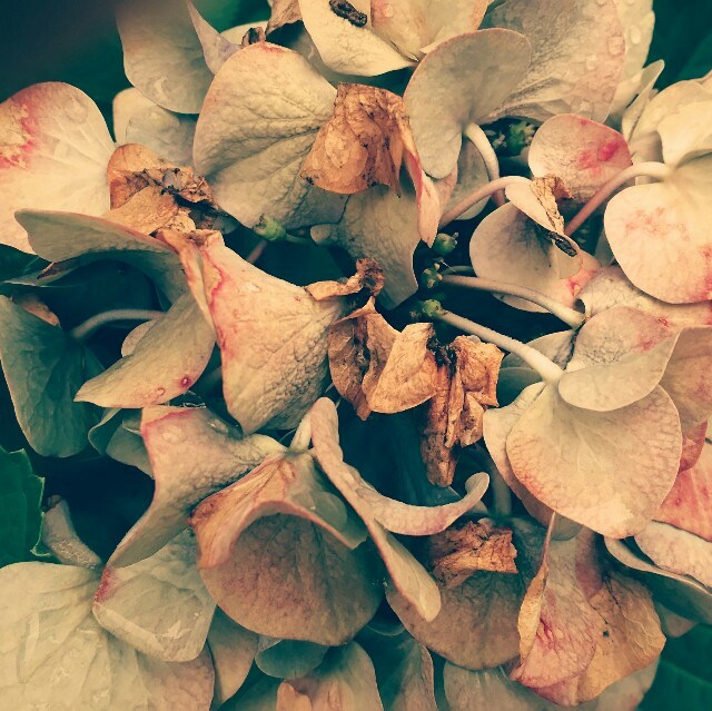 f:id:florentine:20160830163220j:image f:id:florentine:20160830163220j:image