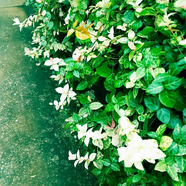 f:id:florentine:20160912155354j:image