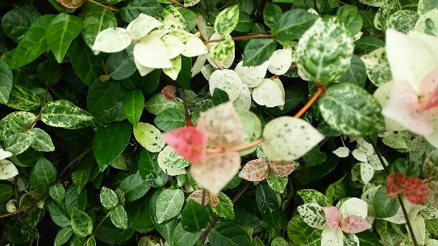 f:id:florentine:20160912155446j:image