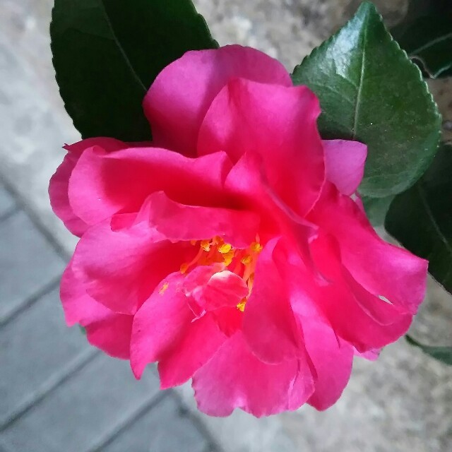 f:id:florentine:20161221132141j:plain f:id:florentine:20161221132141j:plain