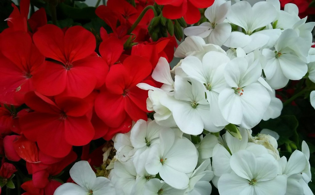 f:id:florentine:20170819120711j:plain