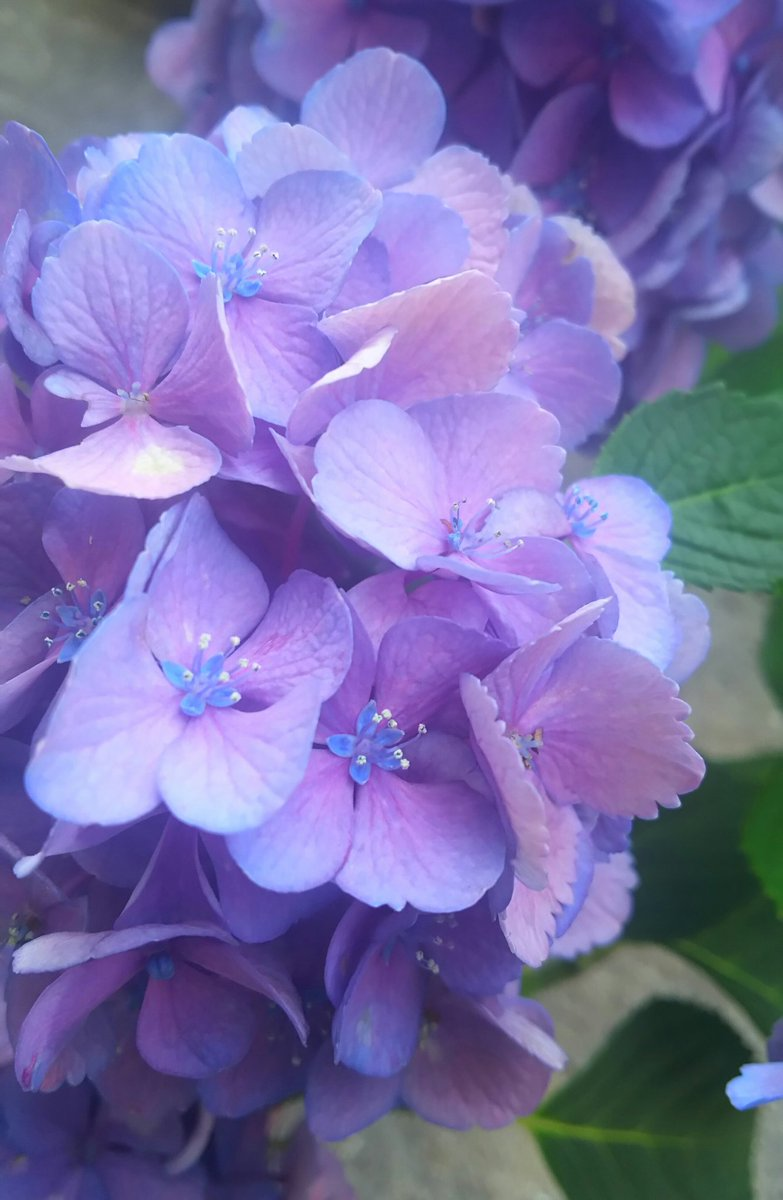 f:id:florentine:20190925213850p:plain