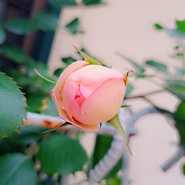 f:id:florentine:20230501175821j:image