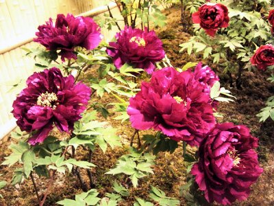 f:id:flower-and-travel:20161015085955j:plain f:id:flower-and-travel:20161015085955j:plain