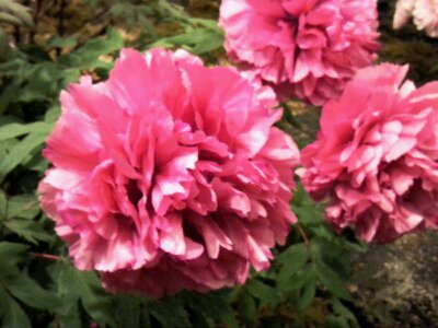 f:id:flower-and-travel:20161015090034j:plain f:id:flower-and-travel:20161015090034j:plain