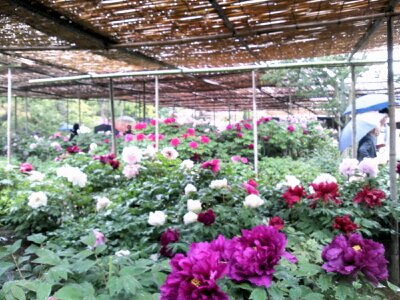 f:id:flower-and-travel:20161015090105j:plain f:id:flower-and-travel:20161015090105j:plain