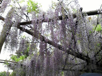 f:id:flower-and-travel:20161015090203j:plain f:id:flower-and-travel:20161015090203j:plain