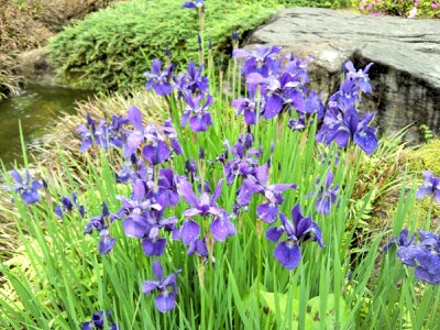 f:id:flower-and-travel:20161015090216j:plain f:id:flower-and-travel:20161015090216j:plain