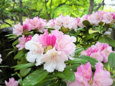 f:id:flower-and-travel:20161015090226j:plain f:id:flower-and-travel:20161015090226j:plain