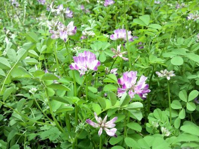 f:id:flower-and-travel:20161015090355j:plain f:id:flower-and-travel:20161015090355j:plain