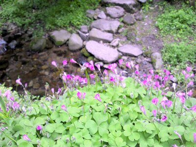 f:id:flower-and-travel:20161015090419j:plain f:id:flower-and-travel:20161015090419j:plain