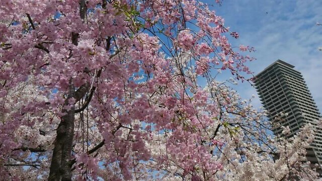 f:id:flower-and-travel:20161028064847j:image f:id:flower-and-travel:20161028064847j:image