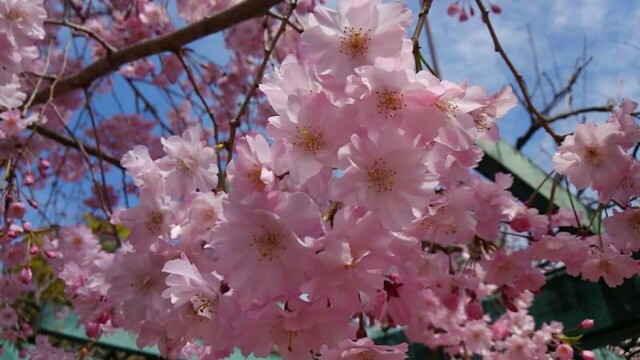 f:id:flower-and-travel:20161028065113j:image f:id:flower-and-travel:20161028065113j:image