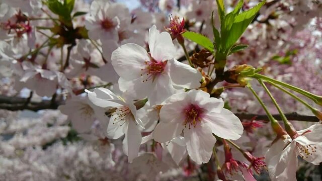 f:id:flower-and-travel:20161028065123j:image f:id:flower-and-travel:20161028065123j:image