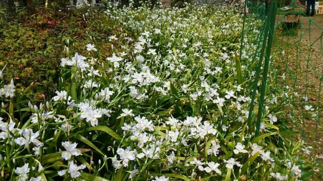f:id:flower-and-travel:20161028065320j:image f:id:flower-and-travel:20161028065320j:image