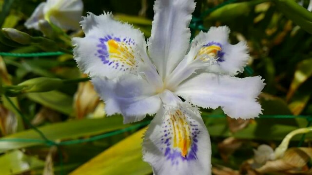 f:id:flower-and-travel:20161028065420j:image f:id:flower-and-travel:20161028065420j:image