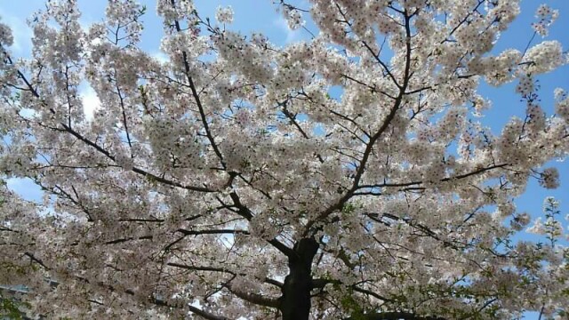 f:id:flower-and-travel:20161028070117j:image f:id:flower-and-travel:20161028070117j:image