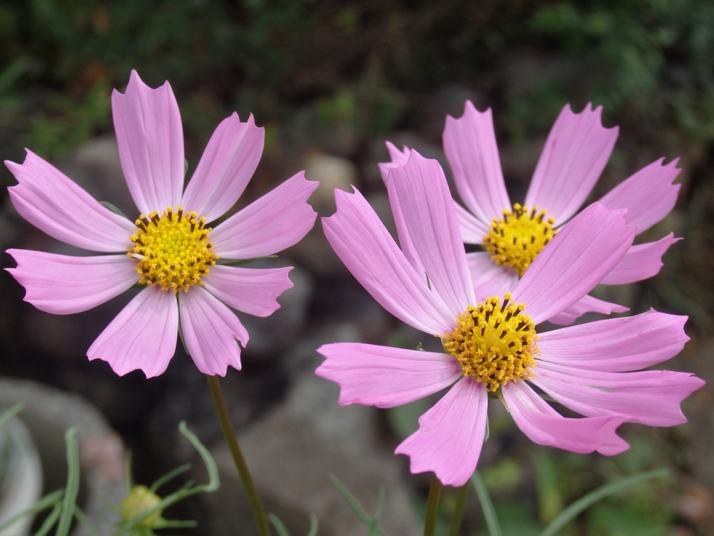 f:id:flower74230492:20160909093531j:plain