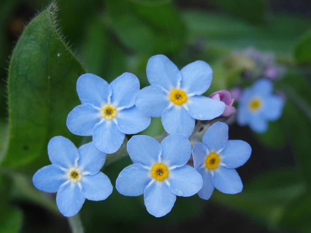 f:id:flower74230492:20170416135612j:plain