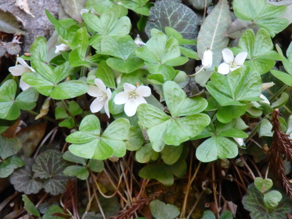 f:id:flower74230492:20170416143953j:plain