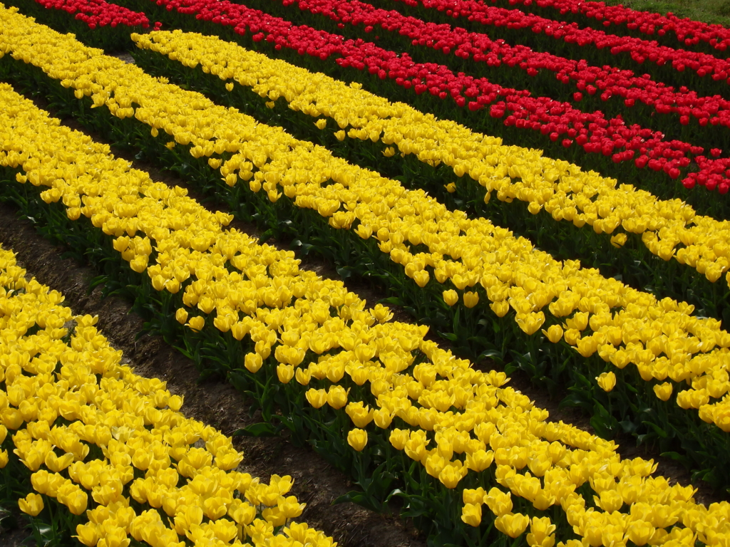 f:id:flower74230492:20170416155509j:plain