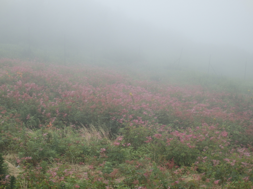 f:id:flower74230492:20170812114803j:plain
