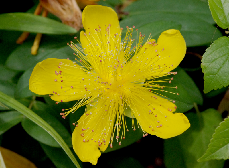 f:id:flowerTDR:20160615231915j:plain