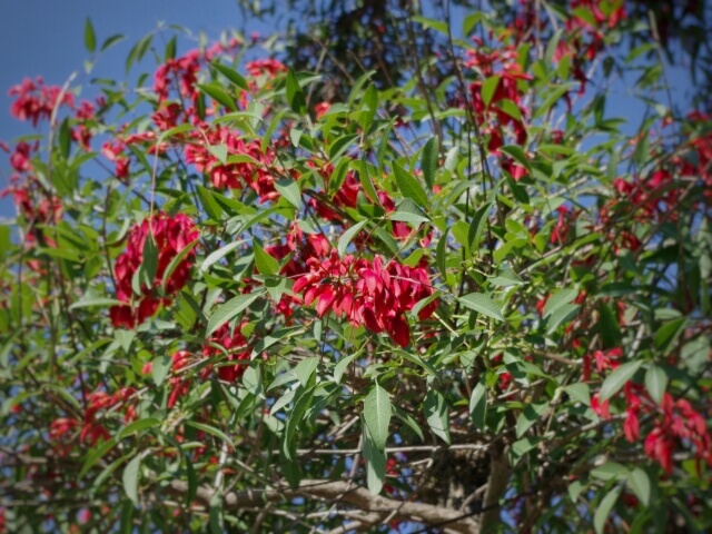 f:id:flowerTDR:20160619083534j:plain