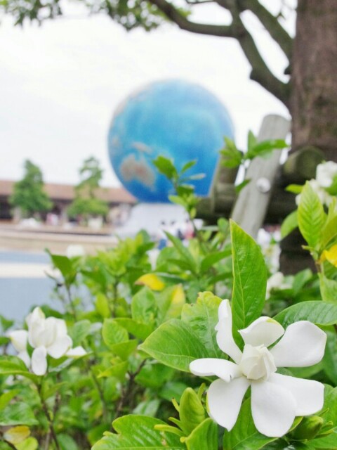 f:id:flowerTDR:20160620191055j:plain
