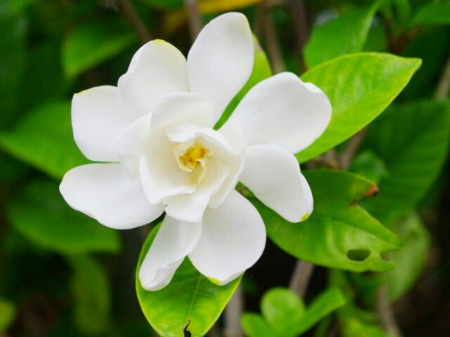 f:id:flowerTDR:20160620191135j:plain