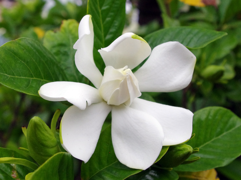 f:id:flowerTDR:20160620235411j:plain