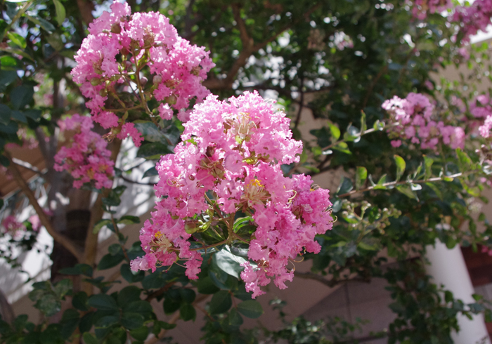 f:id:flowerTDR:20160713074813j:plain